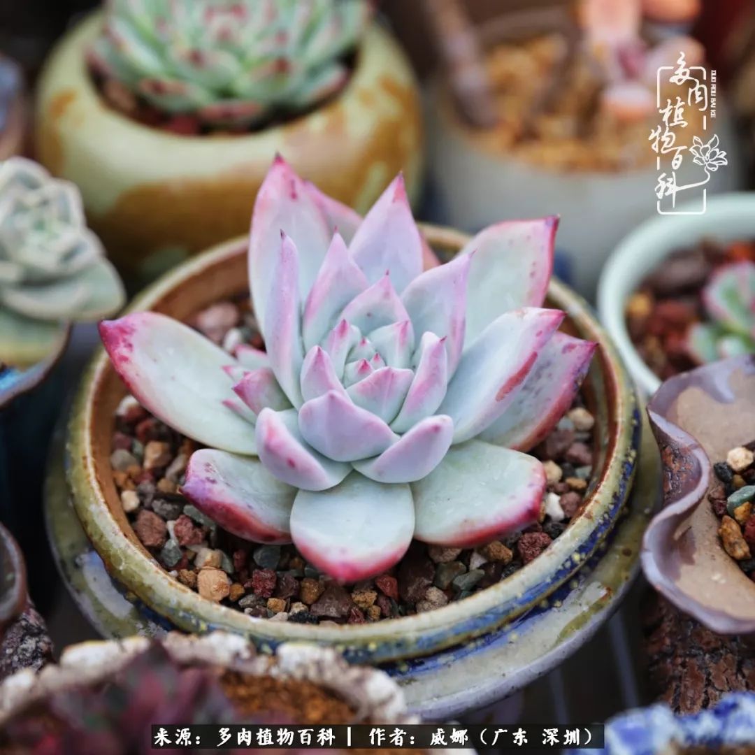 笼子里的多肉,露养的多肉和室内的多肉区别