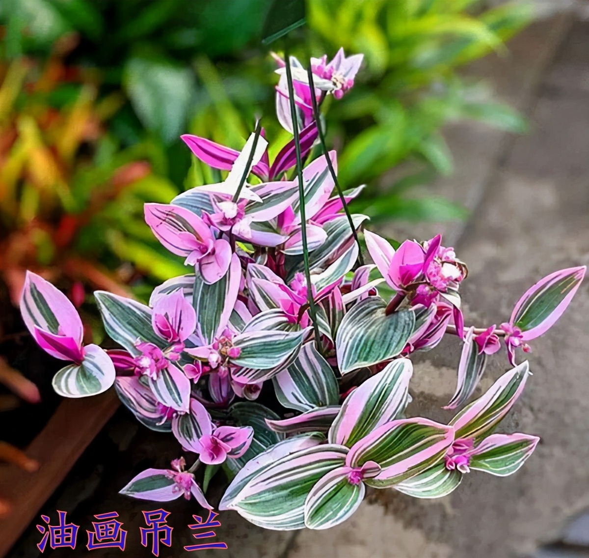 便宜的网红花有哪些图片,4种高颜值网红花