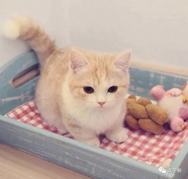 吸引男人幽默风趣的俏皮句子文案,销售幽默风趣吸引人的文案句子