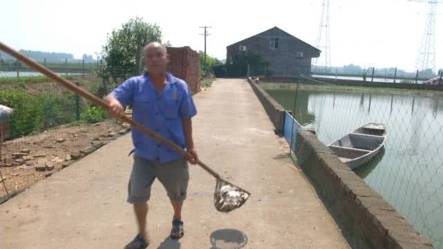 甲鱼每天都死亡是缺氧吗,甲鱼大量死亡怎么办