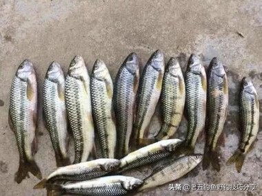 走钓守钓,走钓渔护