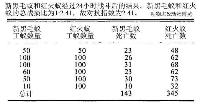惨烈的蚁巢守卫战：毛蚁大战十倍多的红火蚁，全族被灭蚁后遭斩首