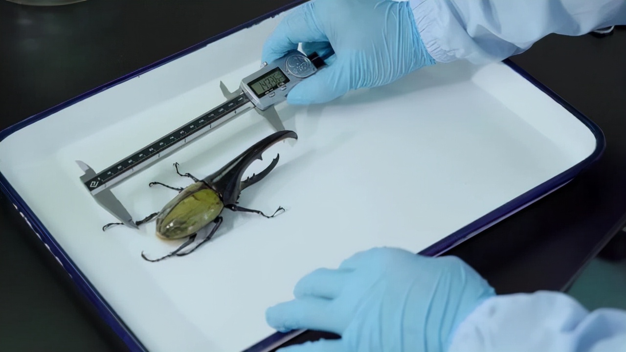 长戟大兜虫为什么淘宝上还能卖,长戟大兜虫中国养违法吗