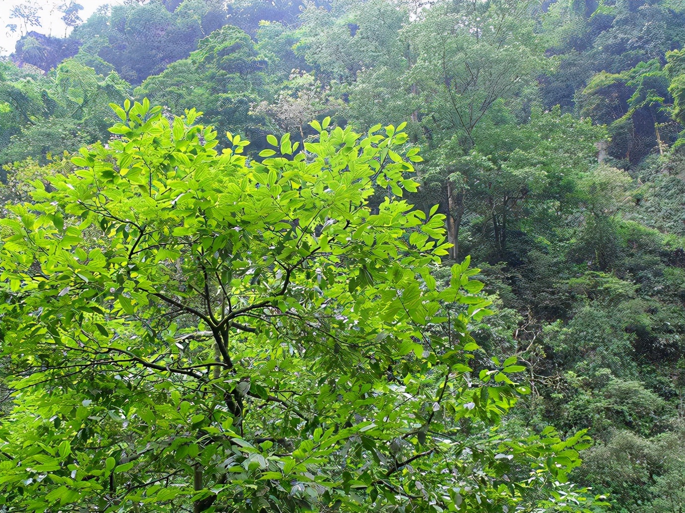 峨眉山防猴方法,峨眉山怎么防御猴子