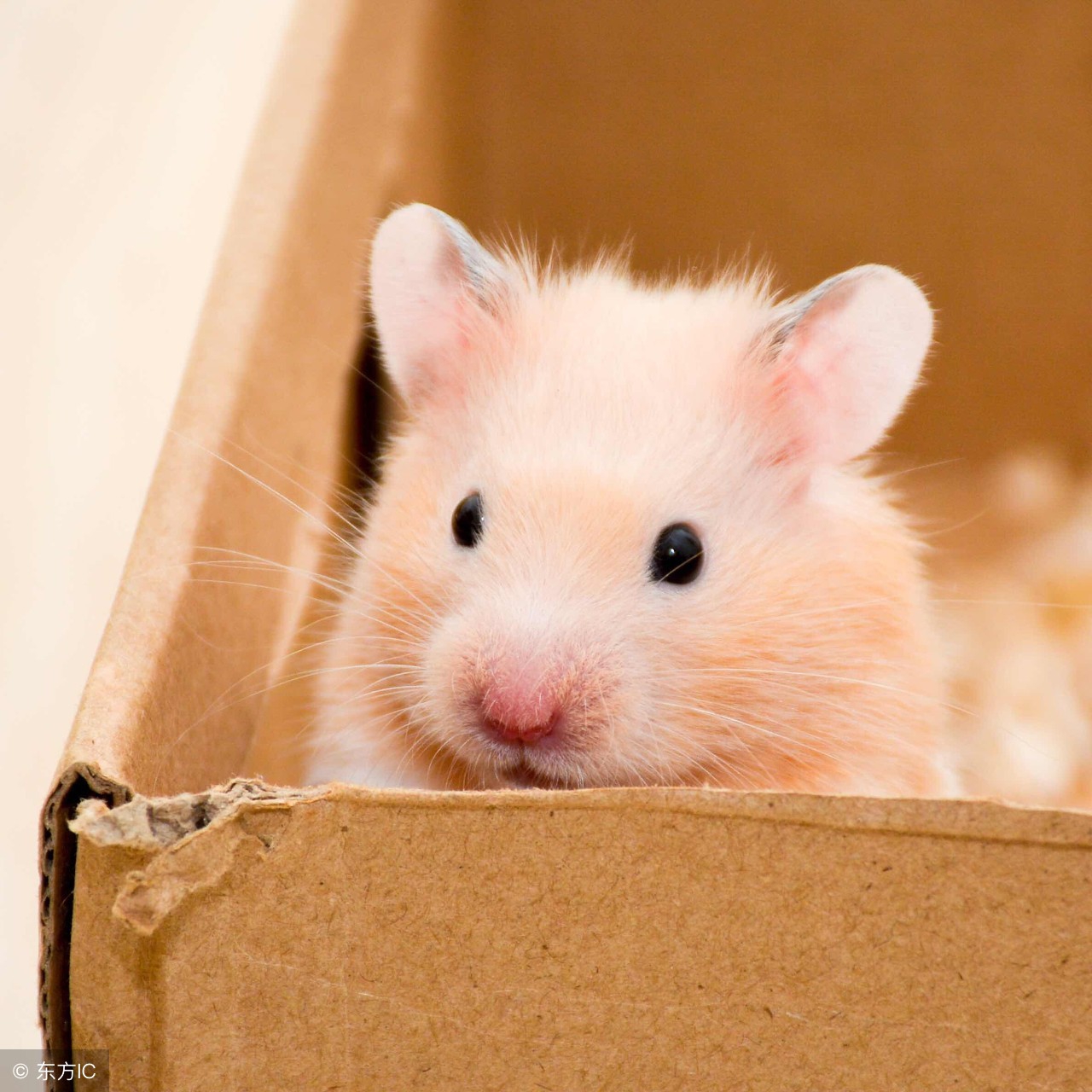 仓鼠买回家一晚上就死掉了,仓鼠买回来就死了怎么回事