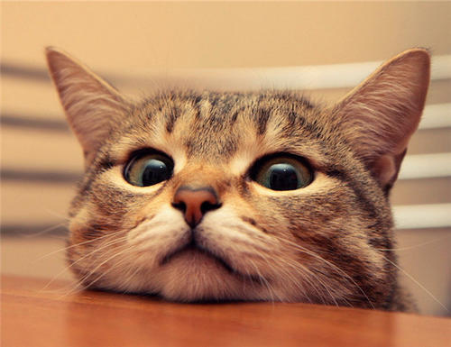 猫主子拉粑粑拉出血是怎么回事,猫拉稀呕吐精神不振没有食欲