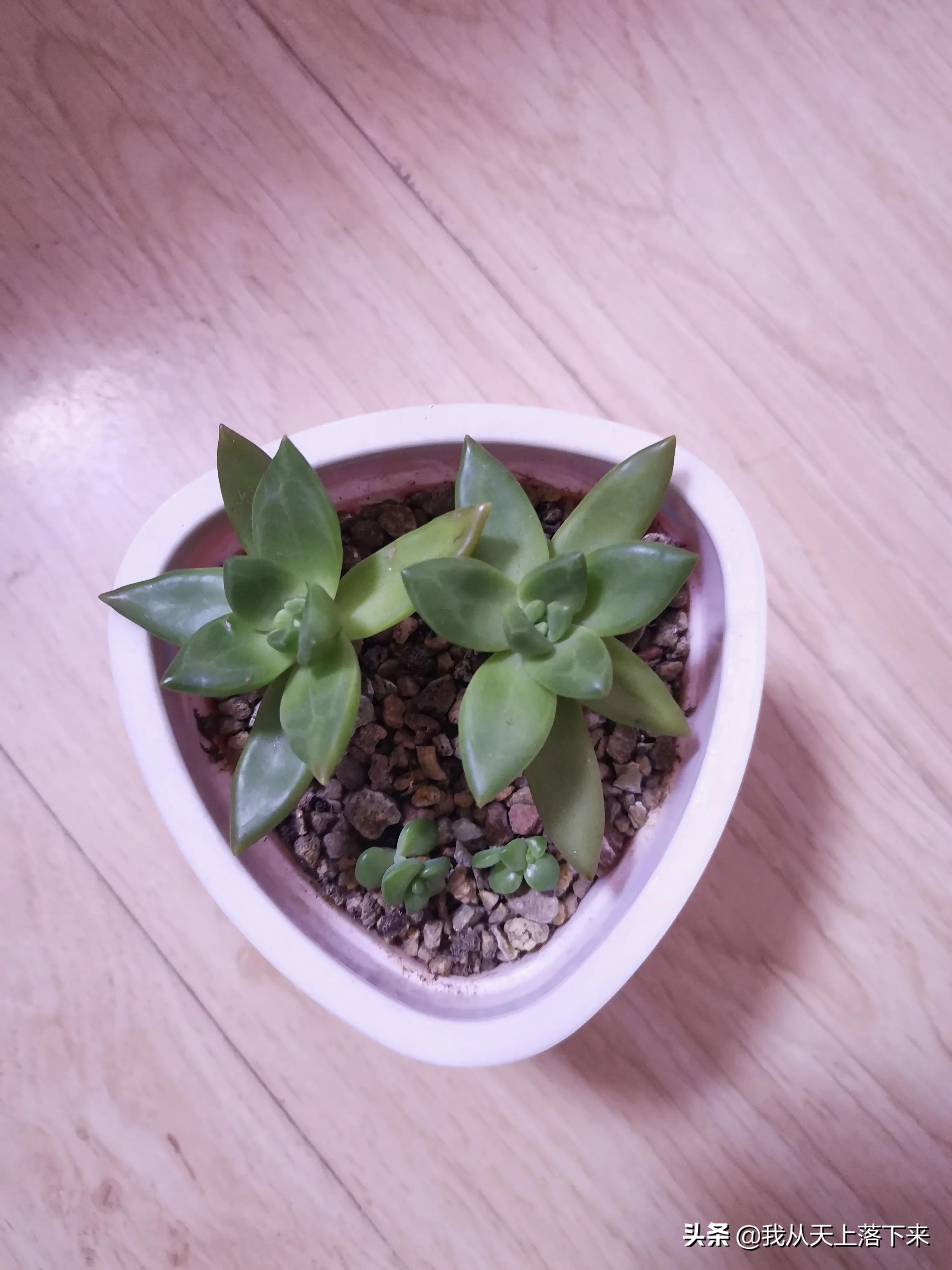 89种常见多肉植物品种图，实物拍摄，还不认识的小伙伴赶紧收藏好