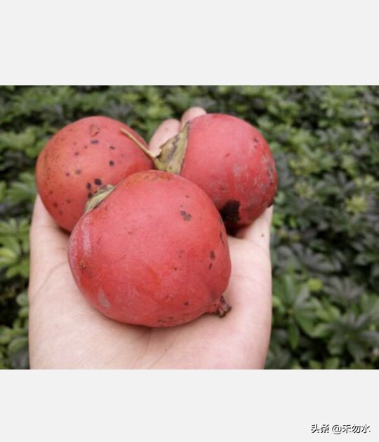 海南常见的果子菩提,海南神奇果子