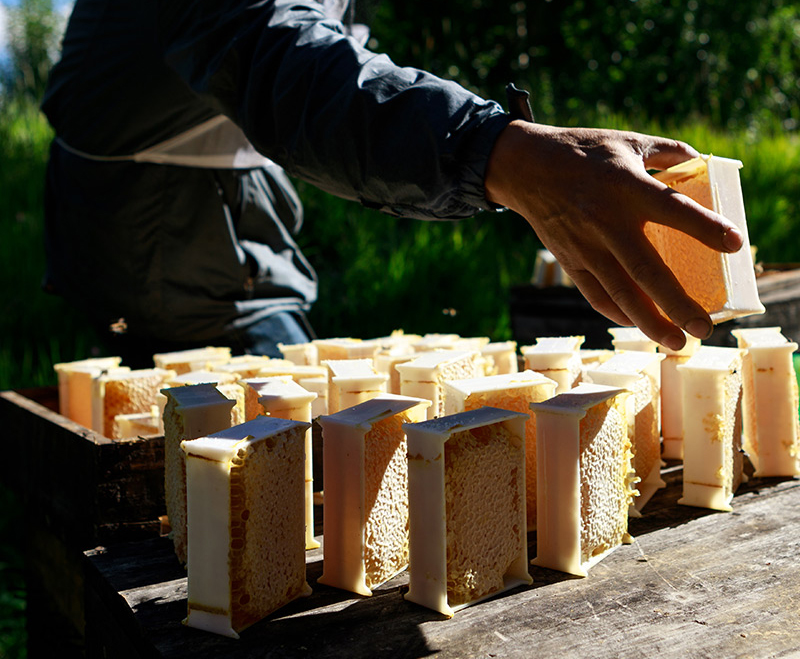 创业靠养蜂致富,90后养蜂创业小伙子