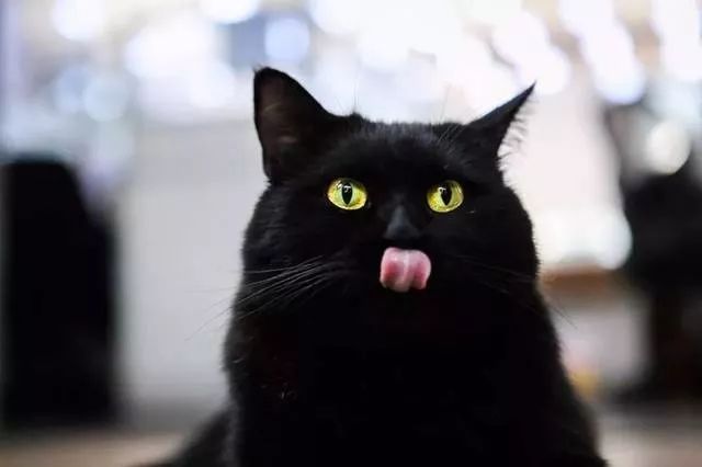 中华田园猫对比外国猫,中国最受欢迎的猫就是中华田园猫