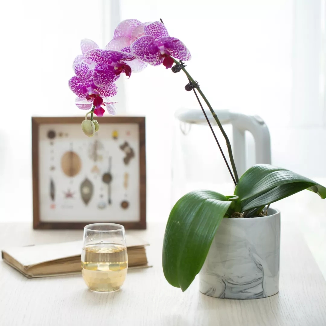 蝴蝶兰难养,蝴蝶兰开花后需要做好的养护要点