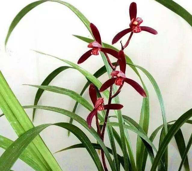 建兰墨宝怎么养,建兰墨宝如何养殖