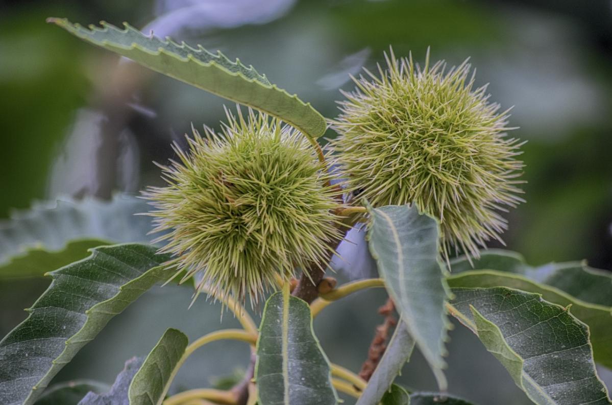 诗经中的栗子是什么样的,诗经中关于板栗的句子