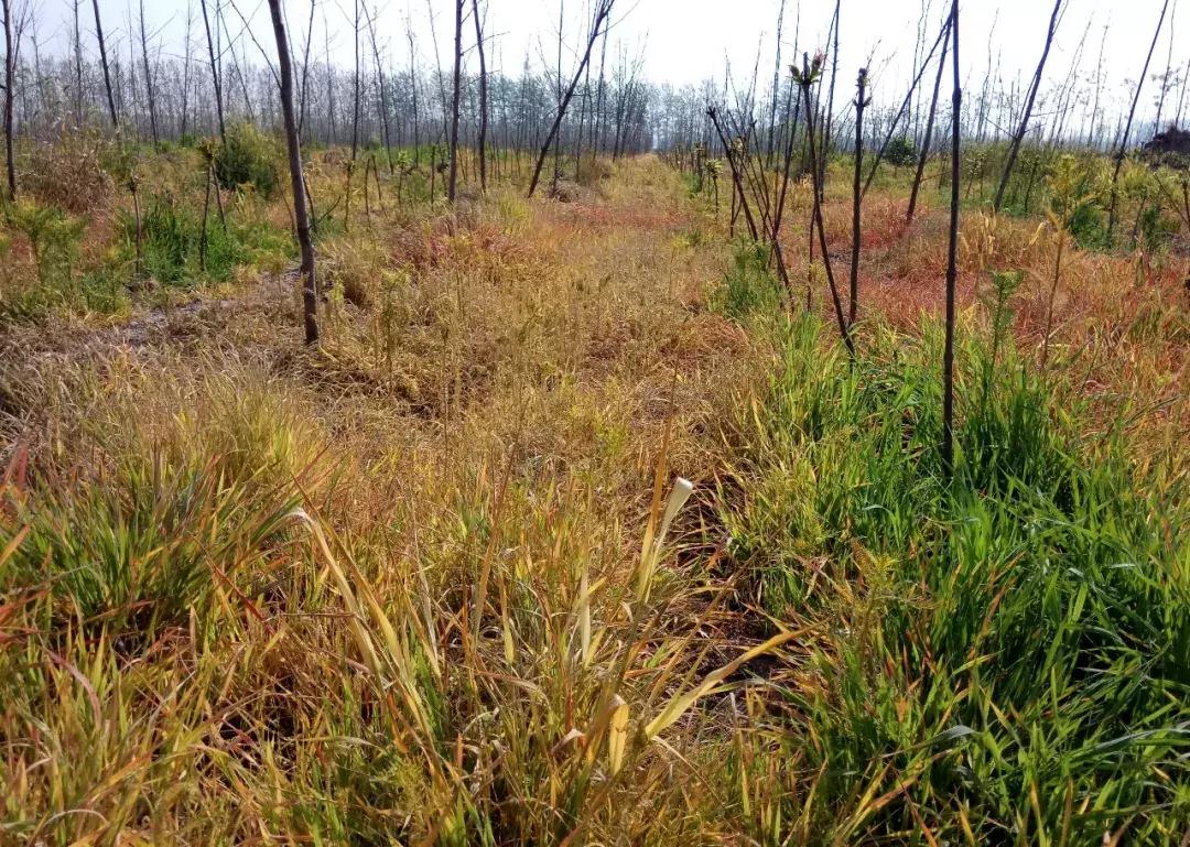 农药四霉素缺点,各种农药杀菌剂的优点与缺点