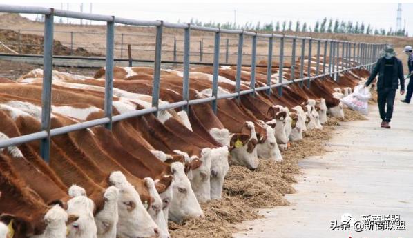 新疆华凌农牧科技开发有限公司,华凌农牧业