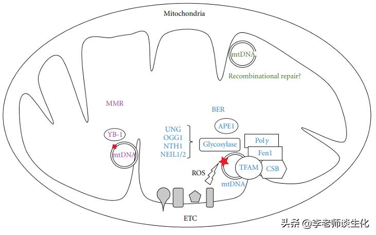 参与损伤dna切除修复的酶,DNA损伤修复机制