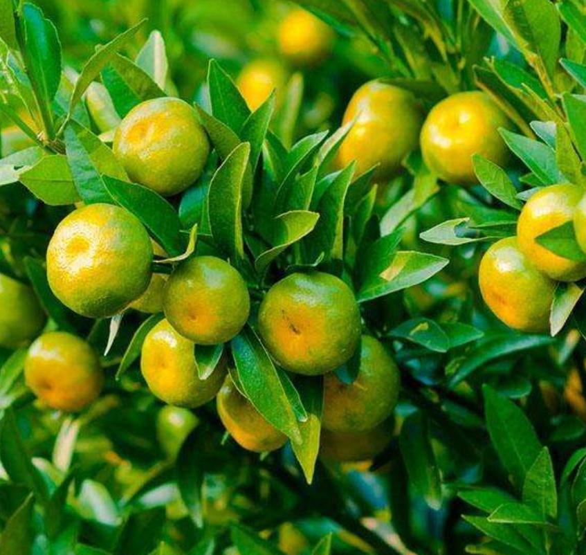 金桔移栽后落花落果但叶子不落,脆蜜金桔落花落果是怎么回事呢