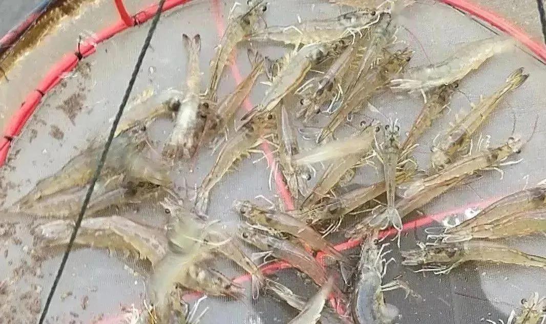 冬棚南美白对虾养殖如何补菌的,南美白对虾养殖怎么喂料