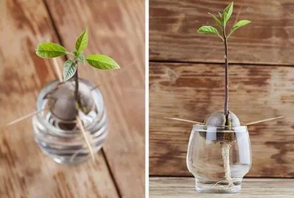 玉米棒子插水里，7天冒出小森林