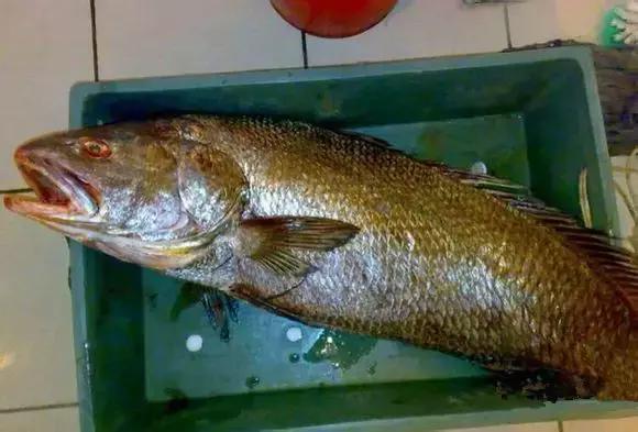 海南渔民整理的海鲜大全,渔民海鲜介绍