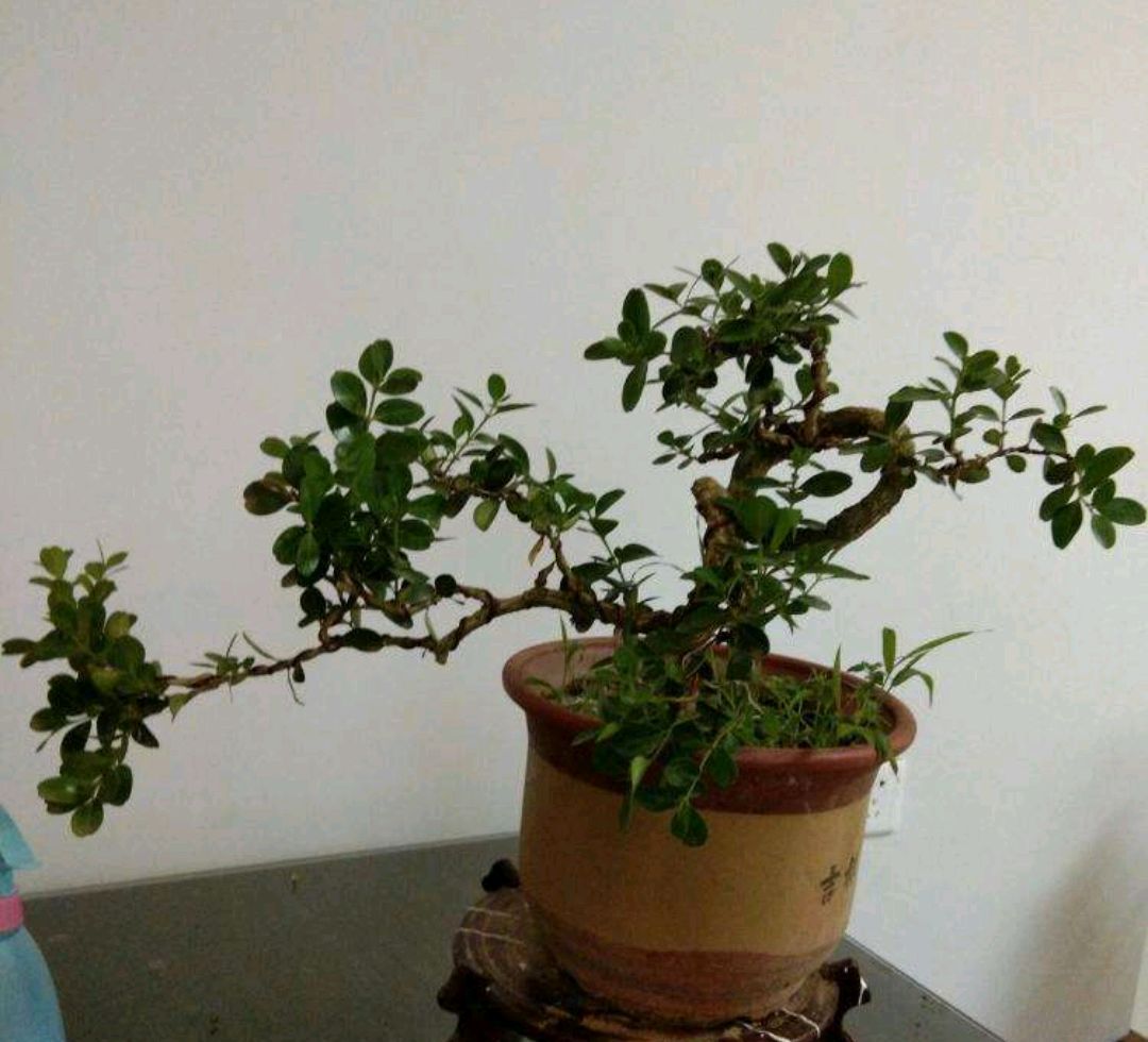 黄杨什么品种做盆景好,黄杨盆景老桩怎么制作盆景