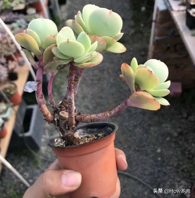 碧桃多肉老桩怎么养,碧桃多肉老桩怎么养护