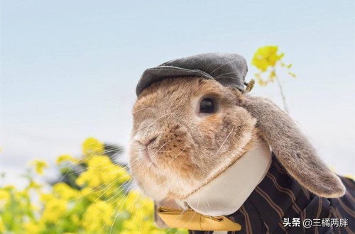 垂耳兔怎么不在笼子里养,长毛兔垂耳兔怎么养