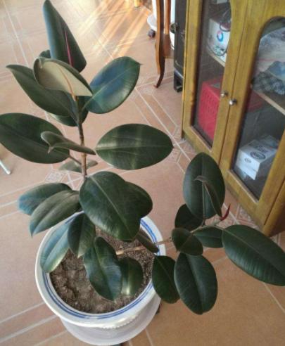 橡皮树叶子发红怎么处理,橡皮树为什么叶子变黄