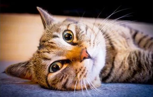 多次挑衅让猫气急败坏，然后说猫没良心，这样的人也配养猫？