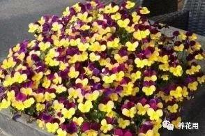 淘米水黄豆水养花的正确方法,黄豆水可以和淘米水混合浇花吗