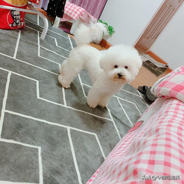 狗狗吃太咸会咳嗽吗,狗狗吃太咸了怎么解决