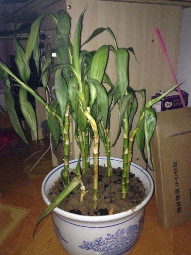 土培栽种的富贵竹黄叶了怎么处理,土培富贵竹黄叶怎么办如何补救