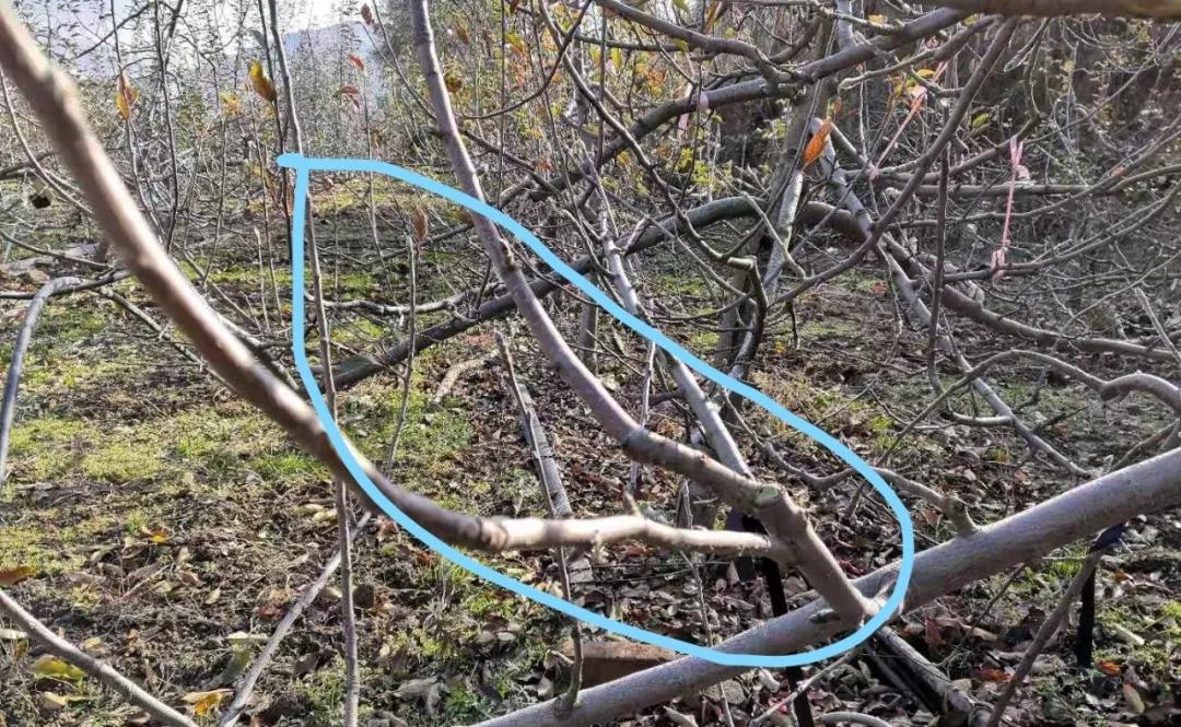 苹果树优质高产栽培管理技术视频,修剪苹果树12种最新修剪法