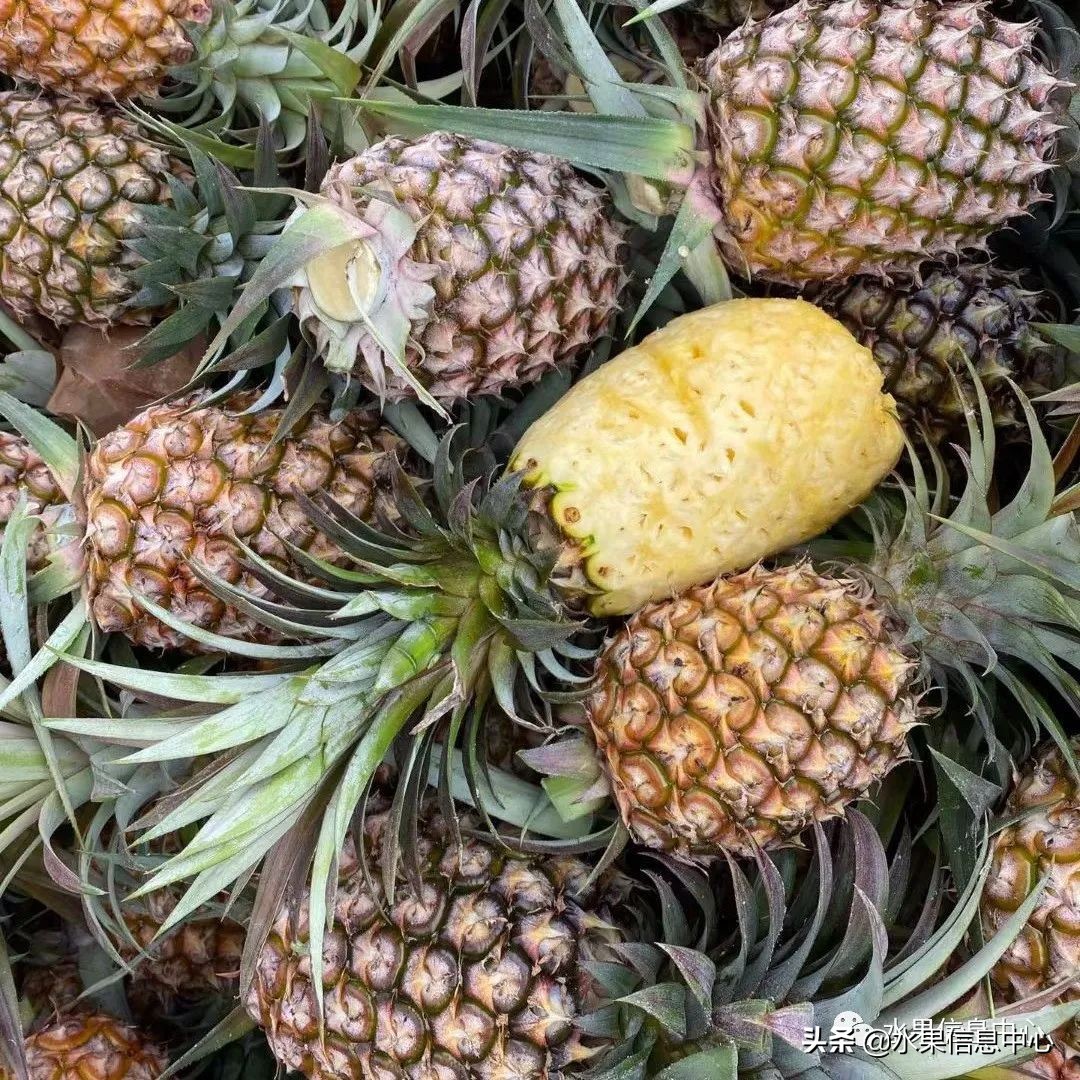 海南水果都有哪些品种图片及名称,海南水果上市时间表赶快收藏吧