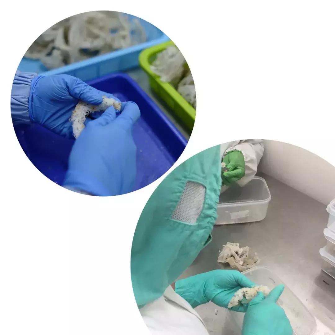 最全的燕窝知识科普,燕窝科普篇