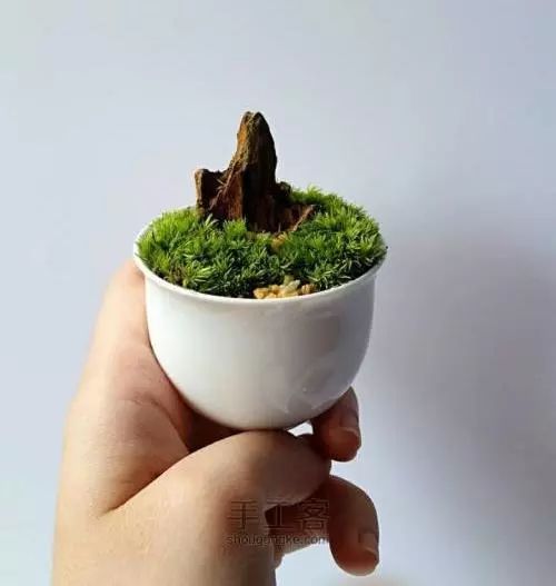 苔藓为什么变黄了,关于苔藓我还想知道什么