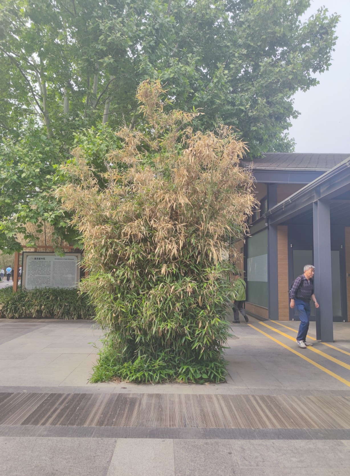 北京紫竹院观赏竹子的最好季节,紫竹院公园有几种竹子