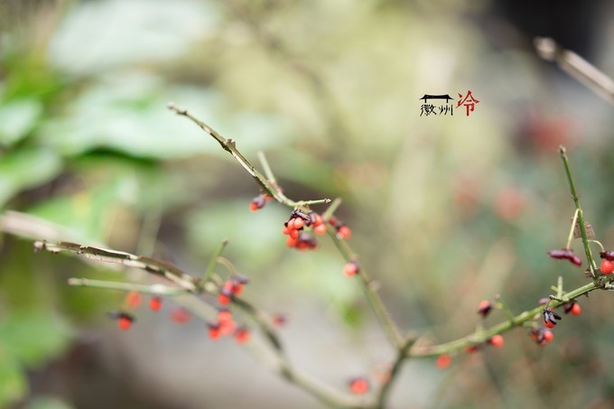 「徽州冷」宏村秋深晴少,友谊地久天