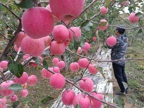 老果农总结的8月苹果管理要点,晚熟苹果在采收前能不能施基肥