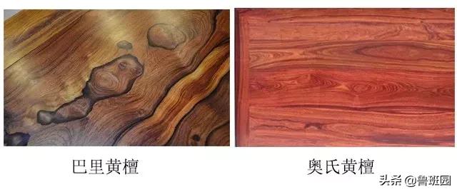 奥氏黄檀和微凹黄檀,奥氏黄檀原木