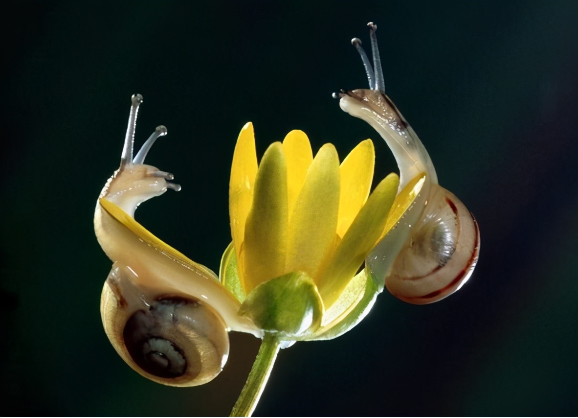既是雌性又是雄性,雌雄一体的动物怎么产下一代