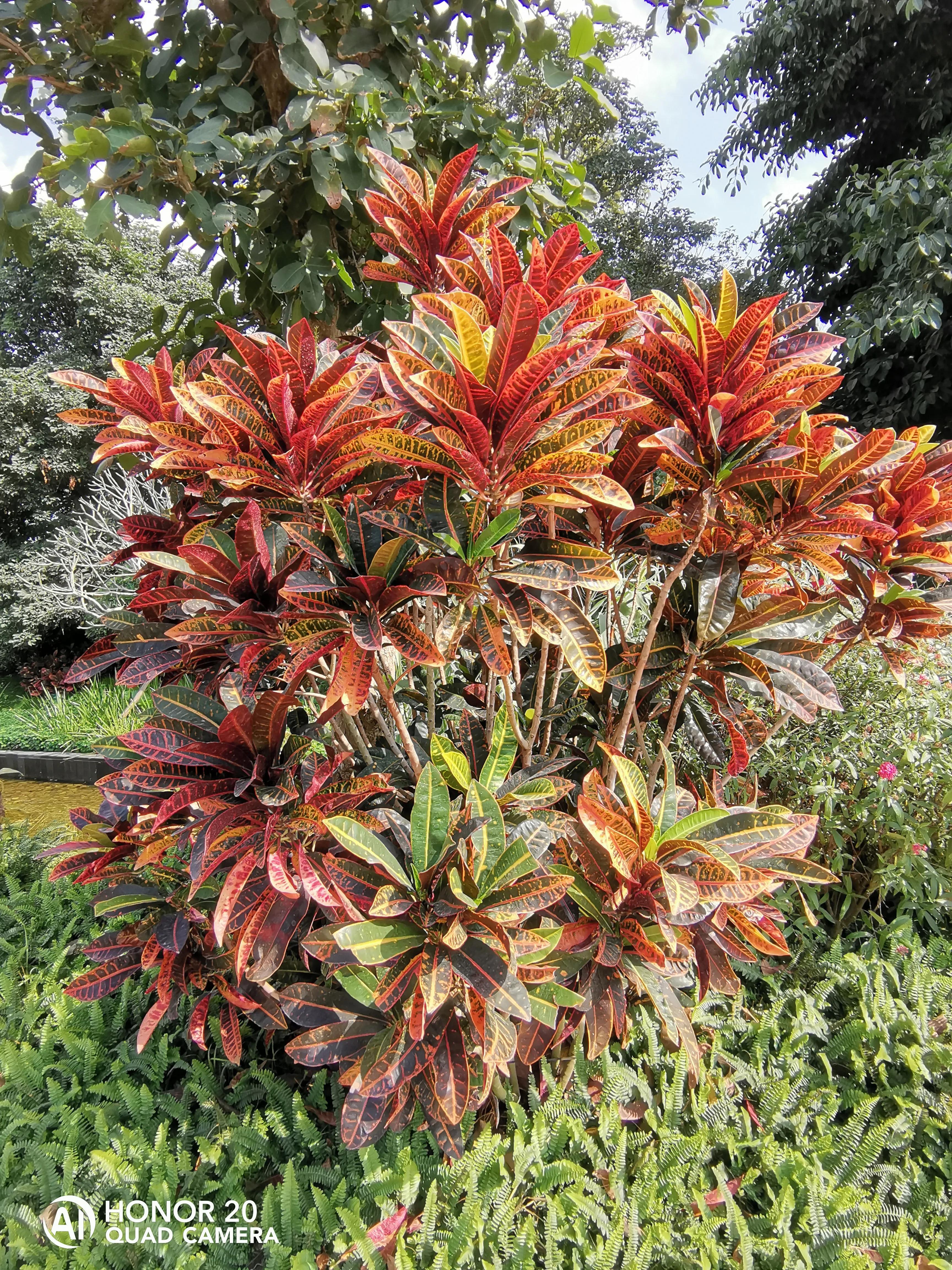 蝴蝶飞采花蜜,蝴蝶自由自在采花蜜