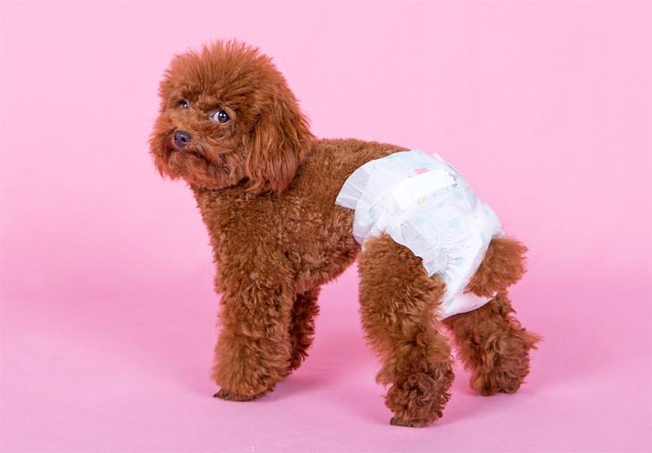 狗狗出现哪些症状表现想喝水,狗狗出现什么症状是喜欢你