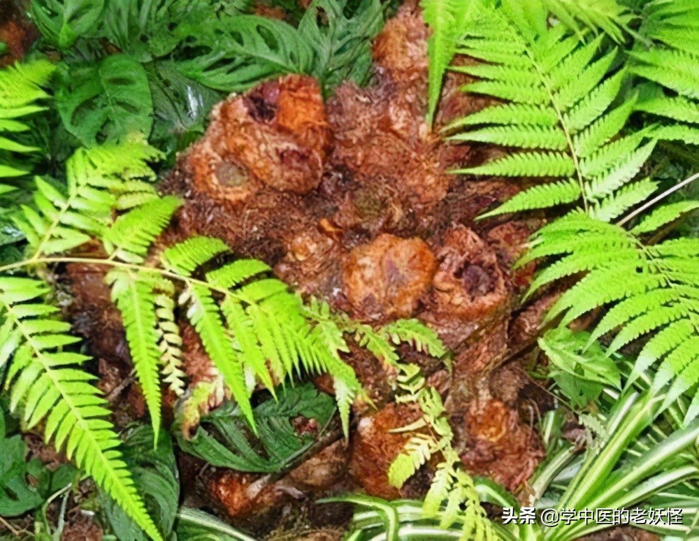 狗脊贯众中药,狗脊中药图片