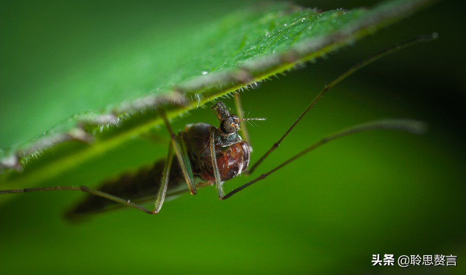 蚊子诗精选三十六首莫恨我心儿毒，只因你口儿馋