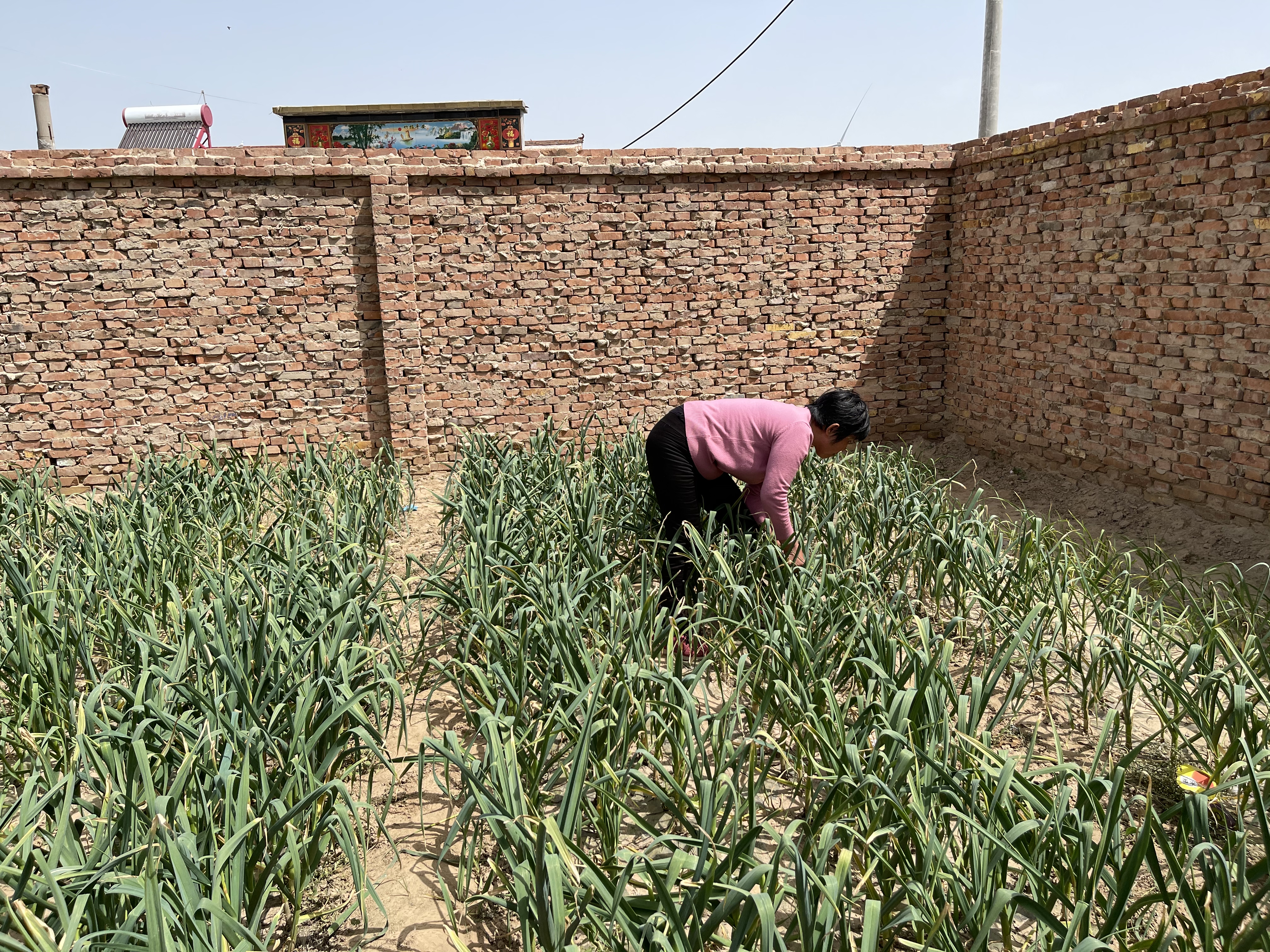 家常腌蒜苔最快最简单的方法,腌蒜苔最简单好吃的方法