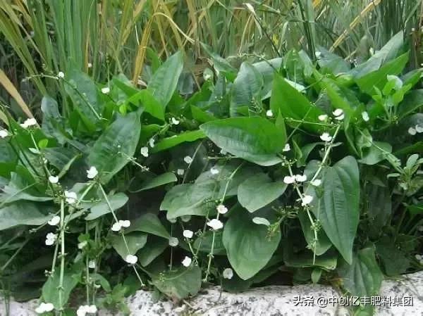 地里的野菜不认识拍照片怎么查,农田常见100种杂草图谱名称及作用