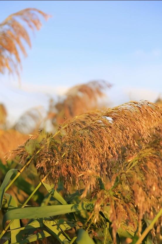 辽宁省盘锦市所辖区有哪些,辽宁省盘锦市有哪几个区