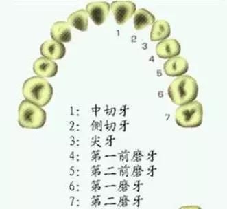 牙套只戴上面的行吗,刚戴牙套就不需要去医院吗