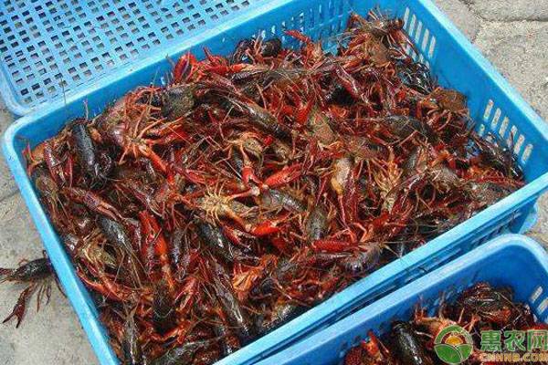 小龙虾喜欢吃啥蔬菜,小龙虾喜欢吃啥水草